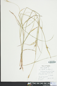 Scleria oligantha image