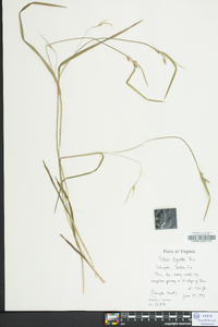 Scleria oligantha image