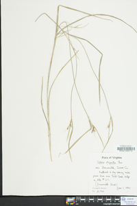 Scleria oligantha image