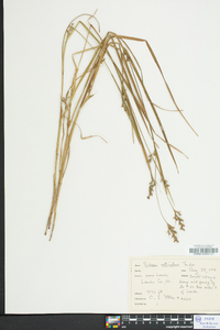 Scleria reticularis image