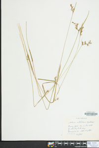 Scleria reticularis image