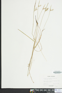 Scleria reticularis image