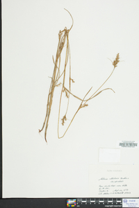 Scleria reticularis image