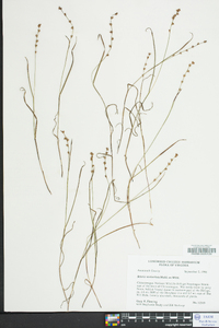 Scleria verticillata image