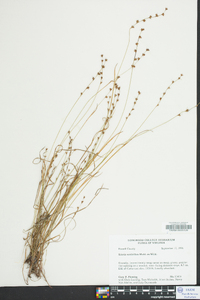 Scleria verticillata image