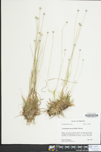 Lachnocaulon anceps image