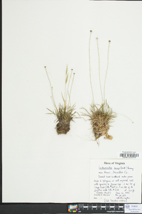 Lachnocaulon anceps image