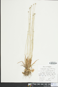 Lachnocaulon anceps image