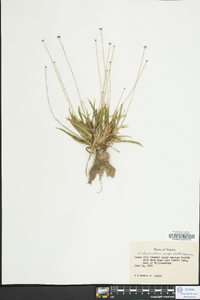 Lachnocaulon anceps image