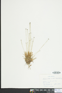 Lachnocaulon anceps image