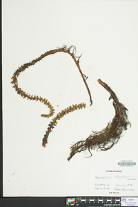 Myriophyllum heterophyllum image