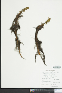 Myriophyllum heterophyllum image