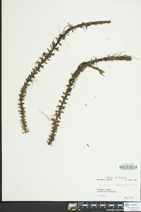 Myriophyllum heterophyllum image