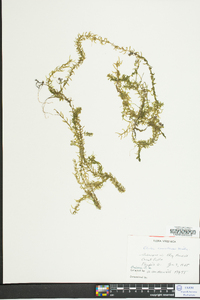 Elodea canadensis image