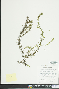 Hydrilla verticillata image