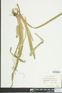 Vallisneria americana image