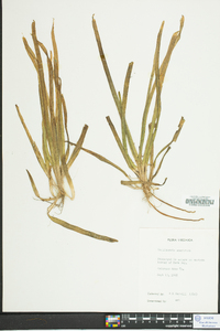 Vallisneria americana image