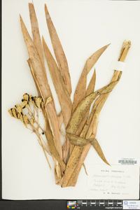 Belamcanda chinensis image