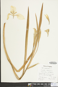 Iris pseudacorus image