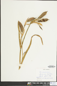 Iris pseudacorus image