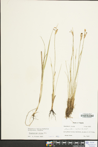 Sisyrinchium albidum image