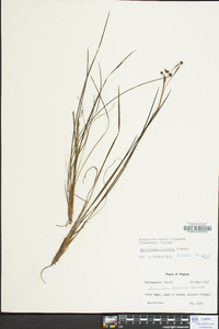 Sisyrinchium arenicola image