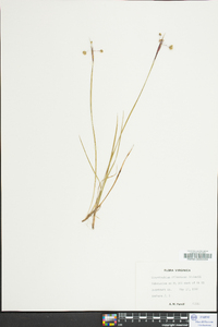 Sisyrinchium atlanticum image