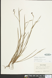 Sisyrinchium atlanticum image