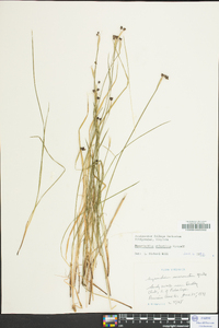 Sisyrinchium atlanticum image