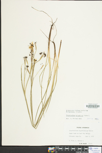 Sisyrinchium atlanticum image