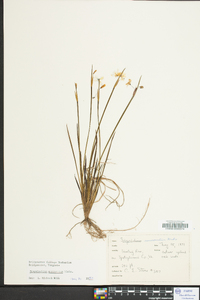 Sisyrinchium mucronatum image