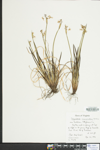 Sisyrinchium mucronatum image