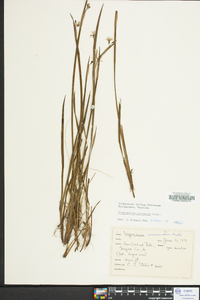 Sisyrinchium mucronatum image