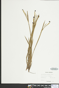 Sisyrinchium mucronatum image