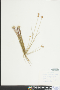 Juncus brachycarpus image