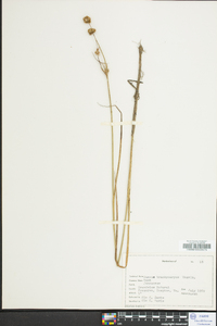 Juncus brachycarpus image