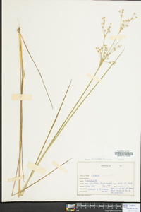 Juncus brevicaudatus image