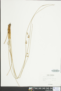 Juncus coriaceus image