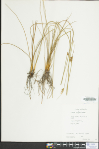 Juncus coriaceus image