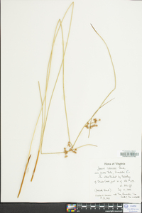 Juncus coriaceus image