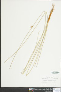 Juncus coriaceus image