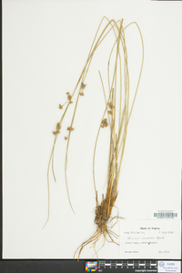 Juncus coriaceus image