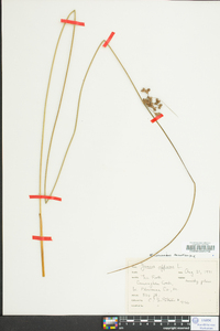 Juncus coriaceus image