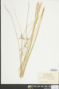 Juncus coriaceus image