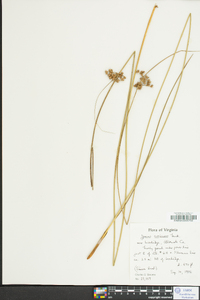 Juncus coriaceus image