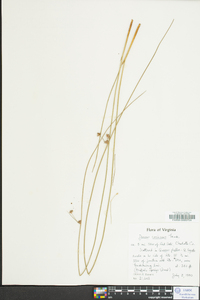 Juncus coriaceus image