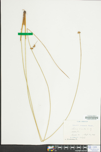 Juncus coriaceus image