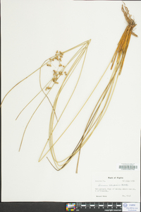 Juncus coriaceus image