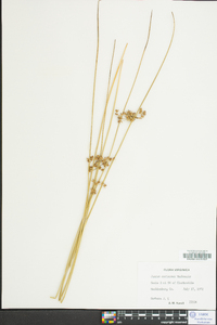 Juncus coriaceus image