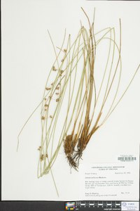 Juncus coriaceus image